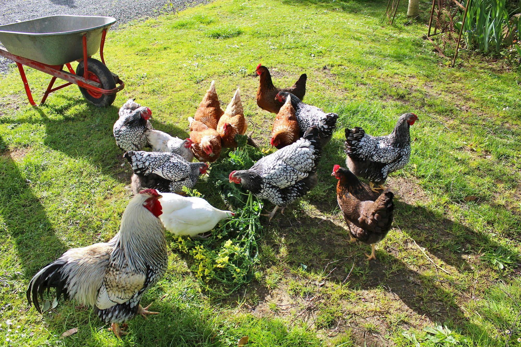 Cygnet Green Gables B&B מראה חיצוני תמונה